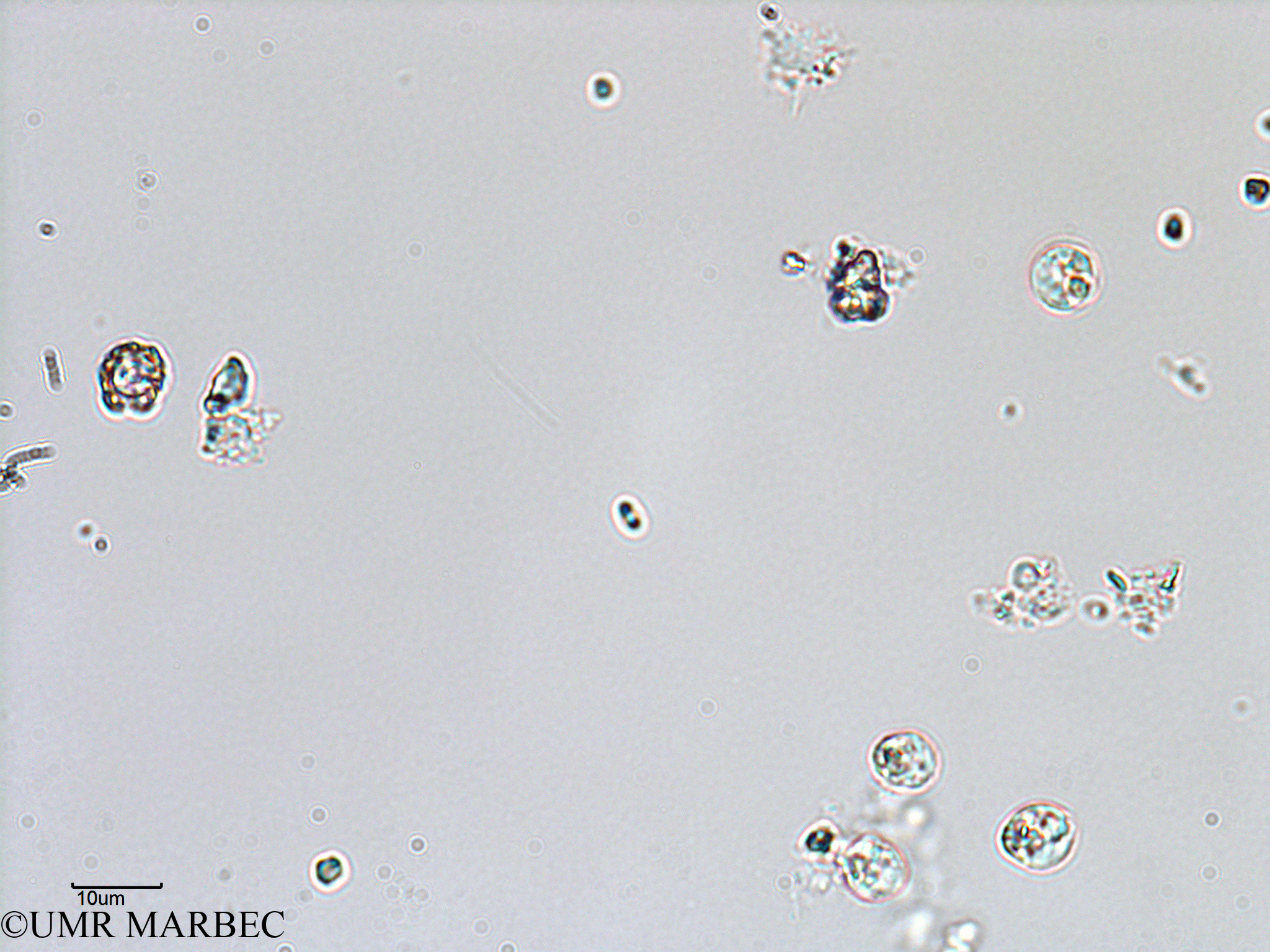 phyto/Bizerte/bizerte_lagoon/RISCO February 2015/NanoPK 2 et Emiliania huxleyi (ancien Lagune_T5-ACW1-NanoPK et Coccolitho).tif(copy).jpg